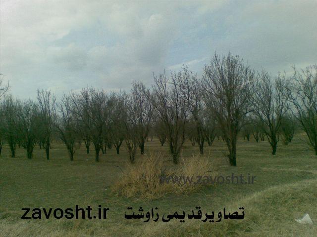 ایزوشین قدیم مسجیدی (2)